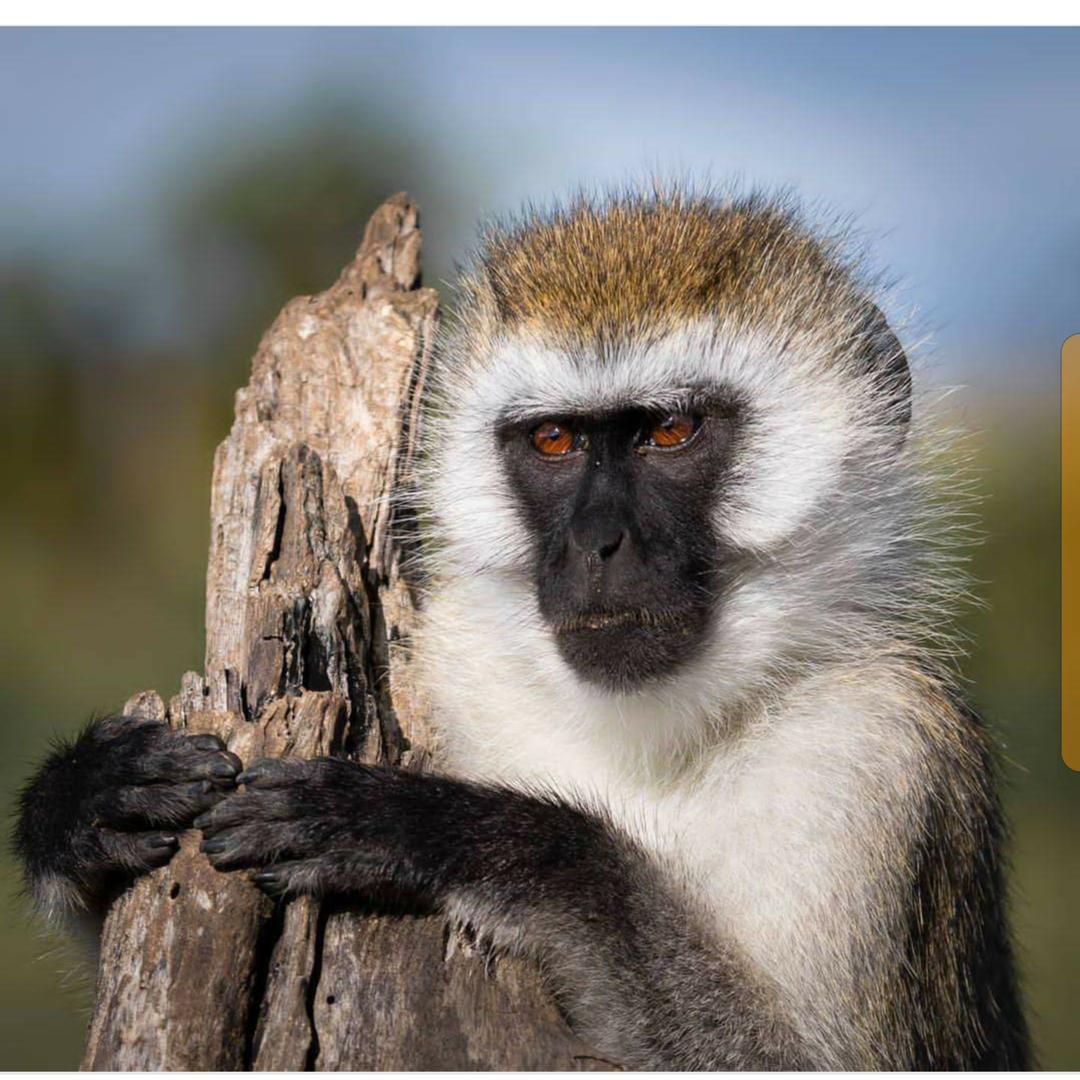 Vervet monkey in morning light