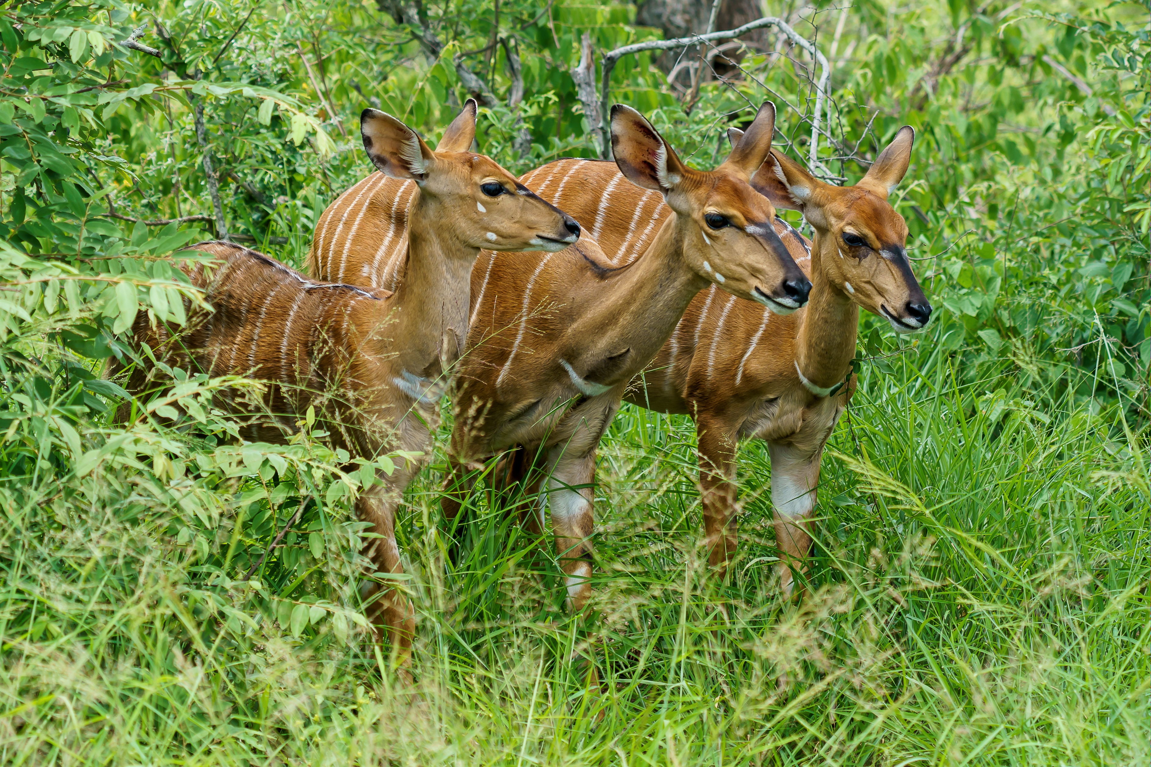 Ibanda-Kyerwa National Park