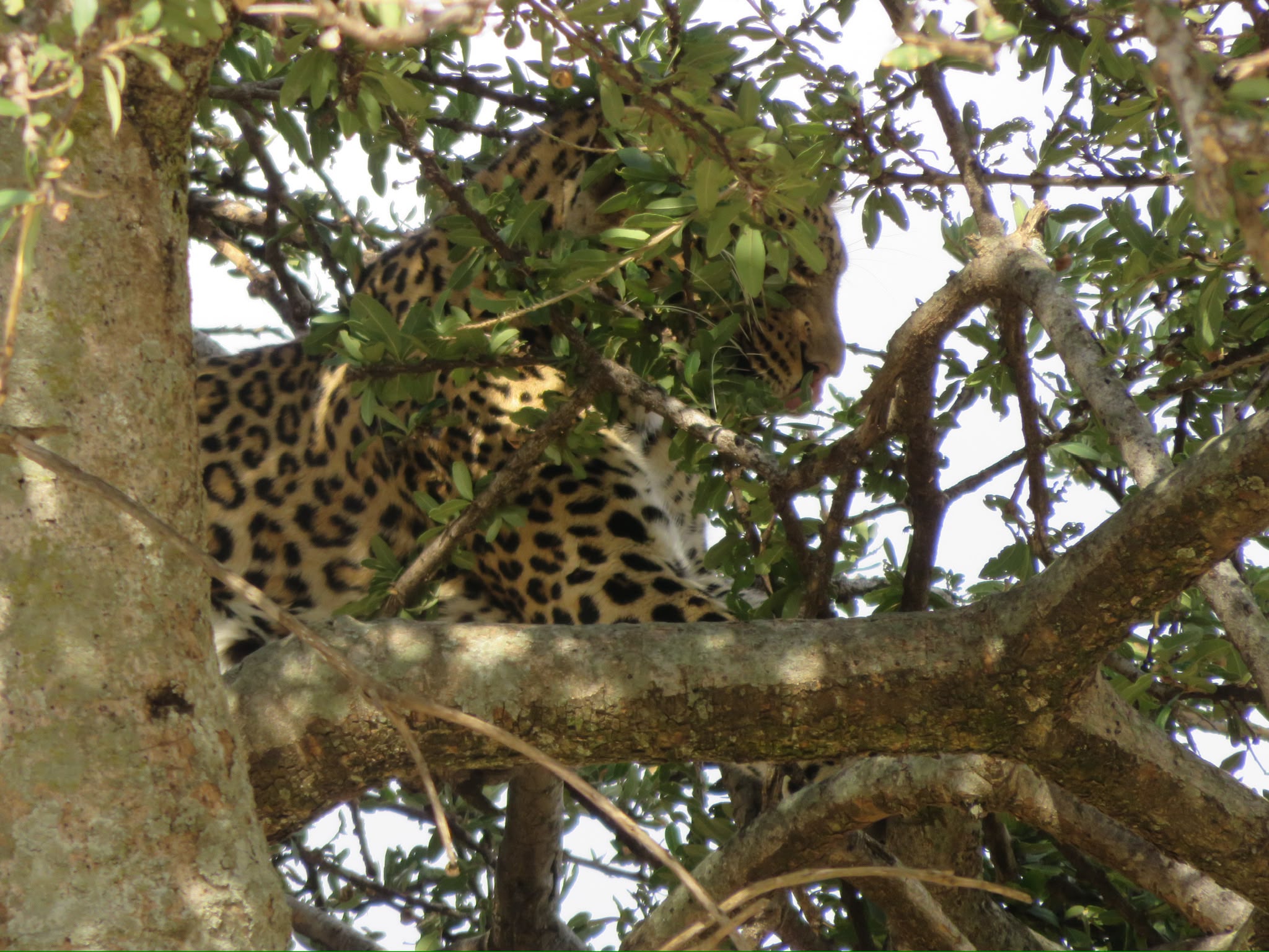 Leopard concealed in the canopy