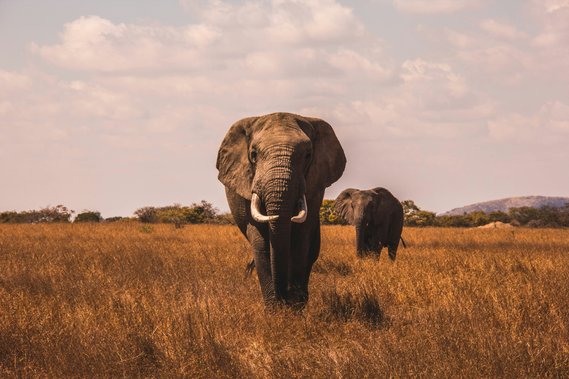 Wildlife Safari