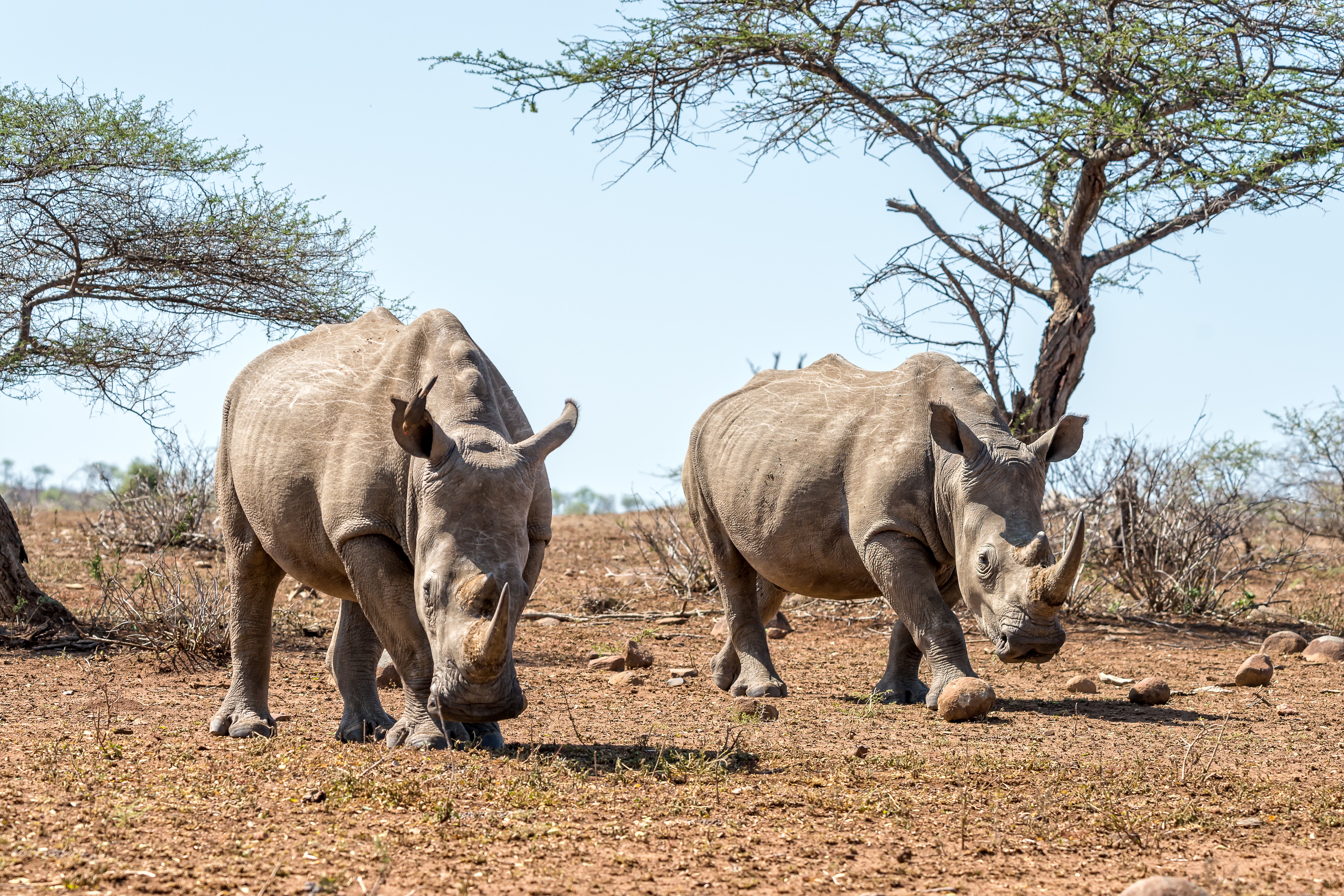 Mkomazi National Park