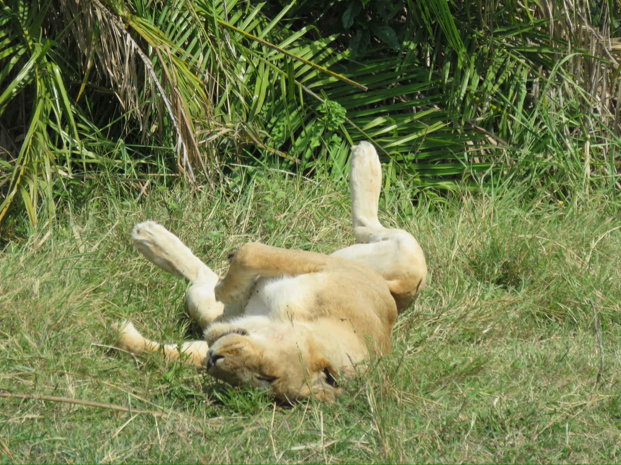 Lioness rolling in the grass