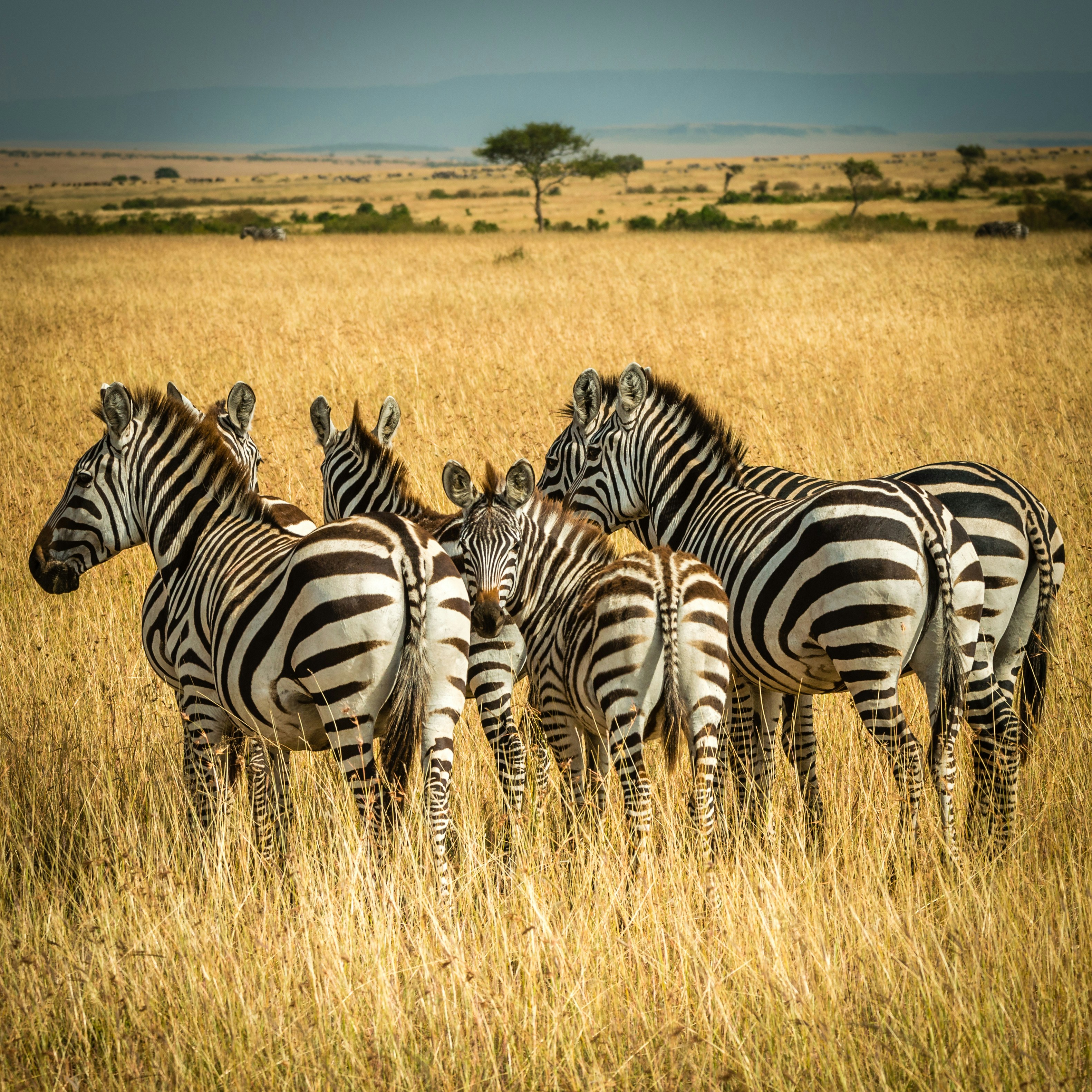 7 Days Classic Safari with Serengeti