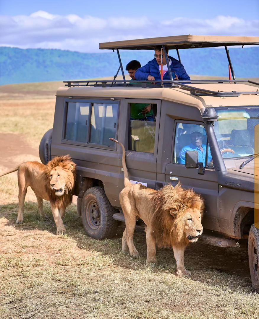 A close encounter with the pride
