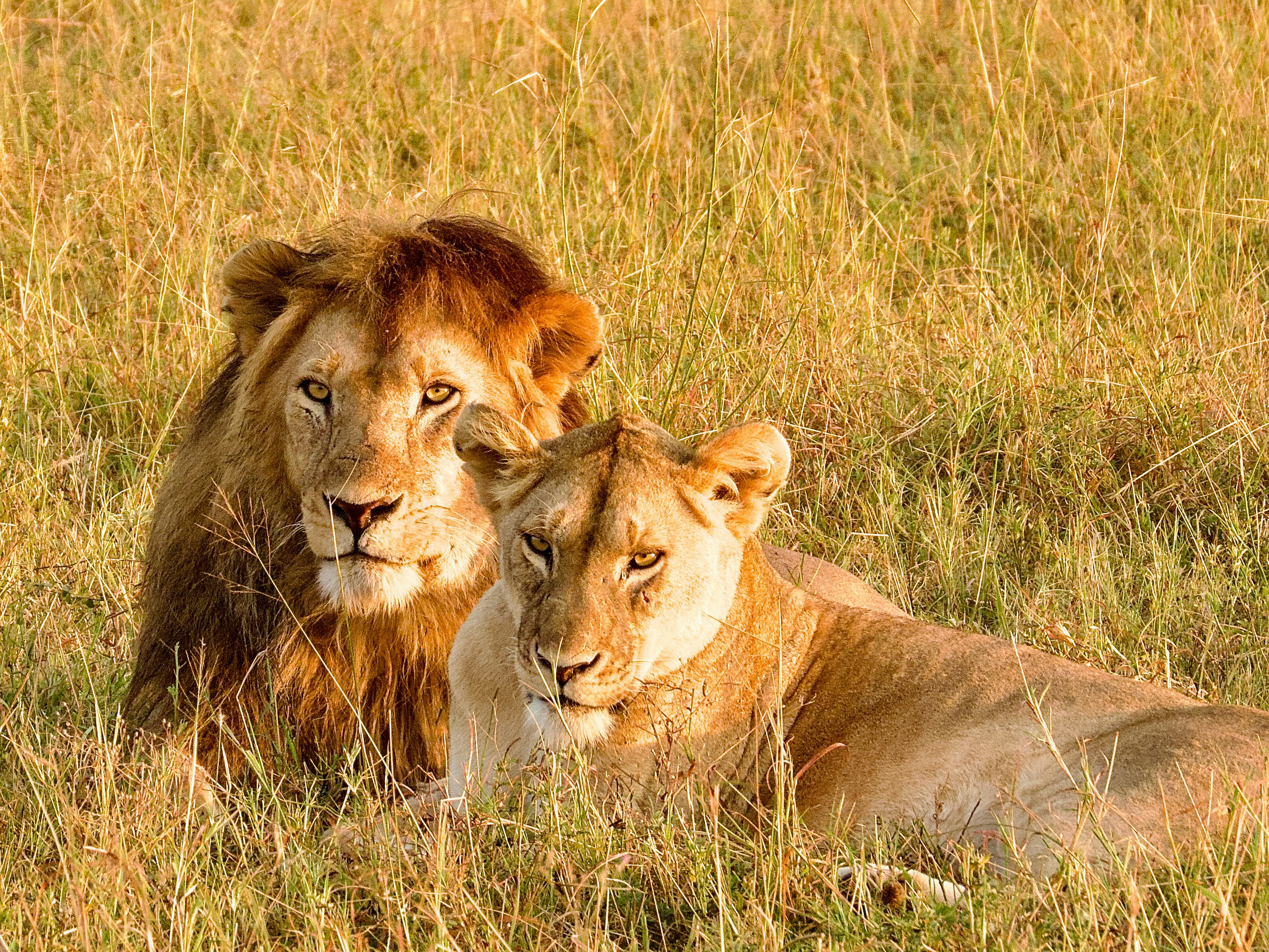 5 Days Classic Safari with Serengeti