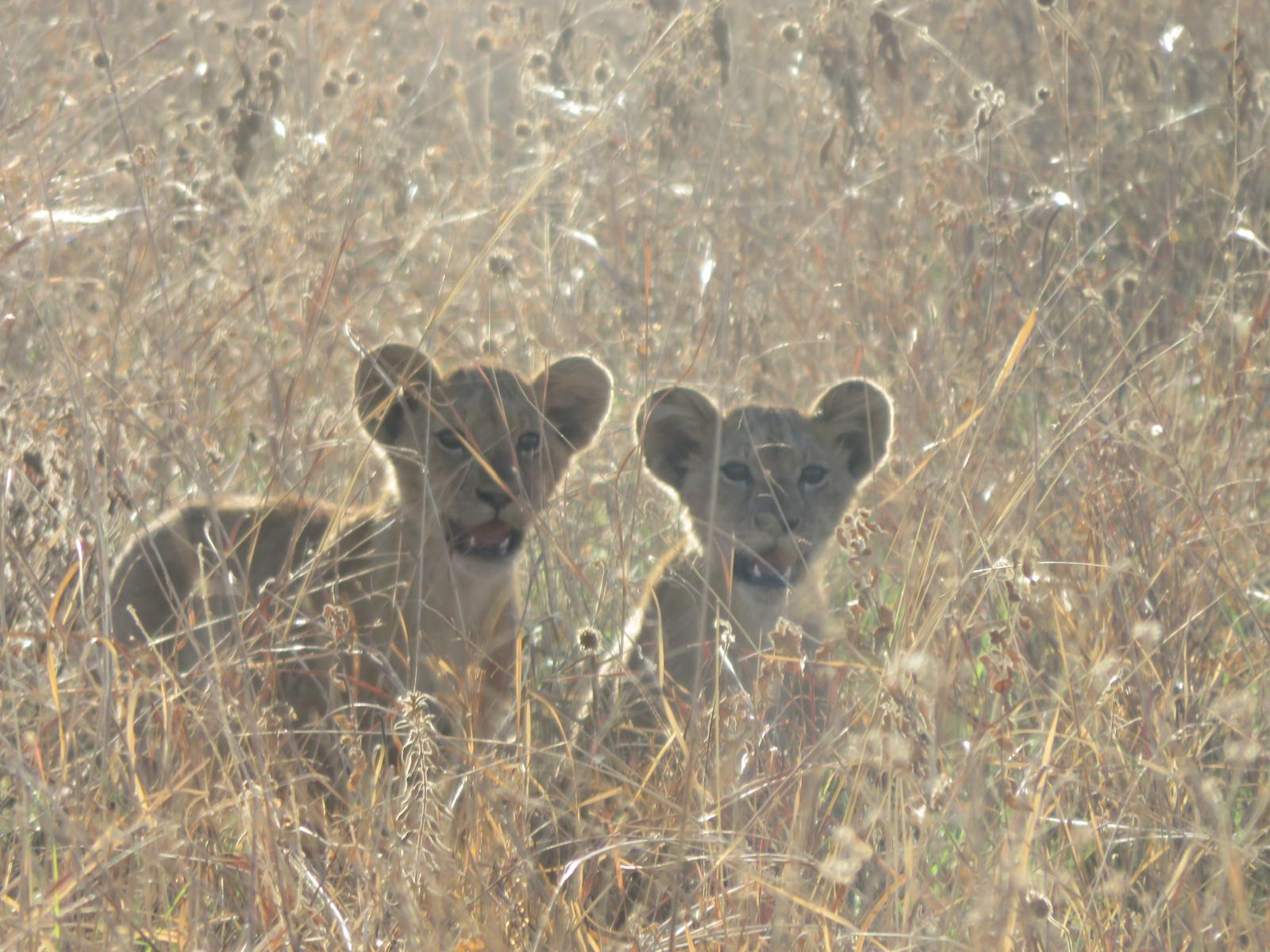 Lion cubs hidden in the grass