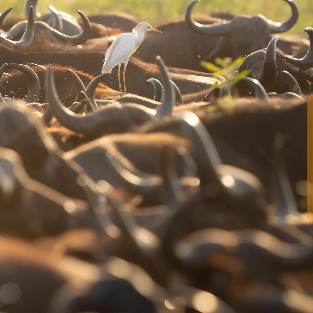 Wildebeest packed across the plains