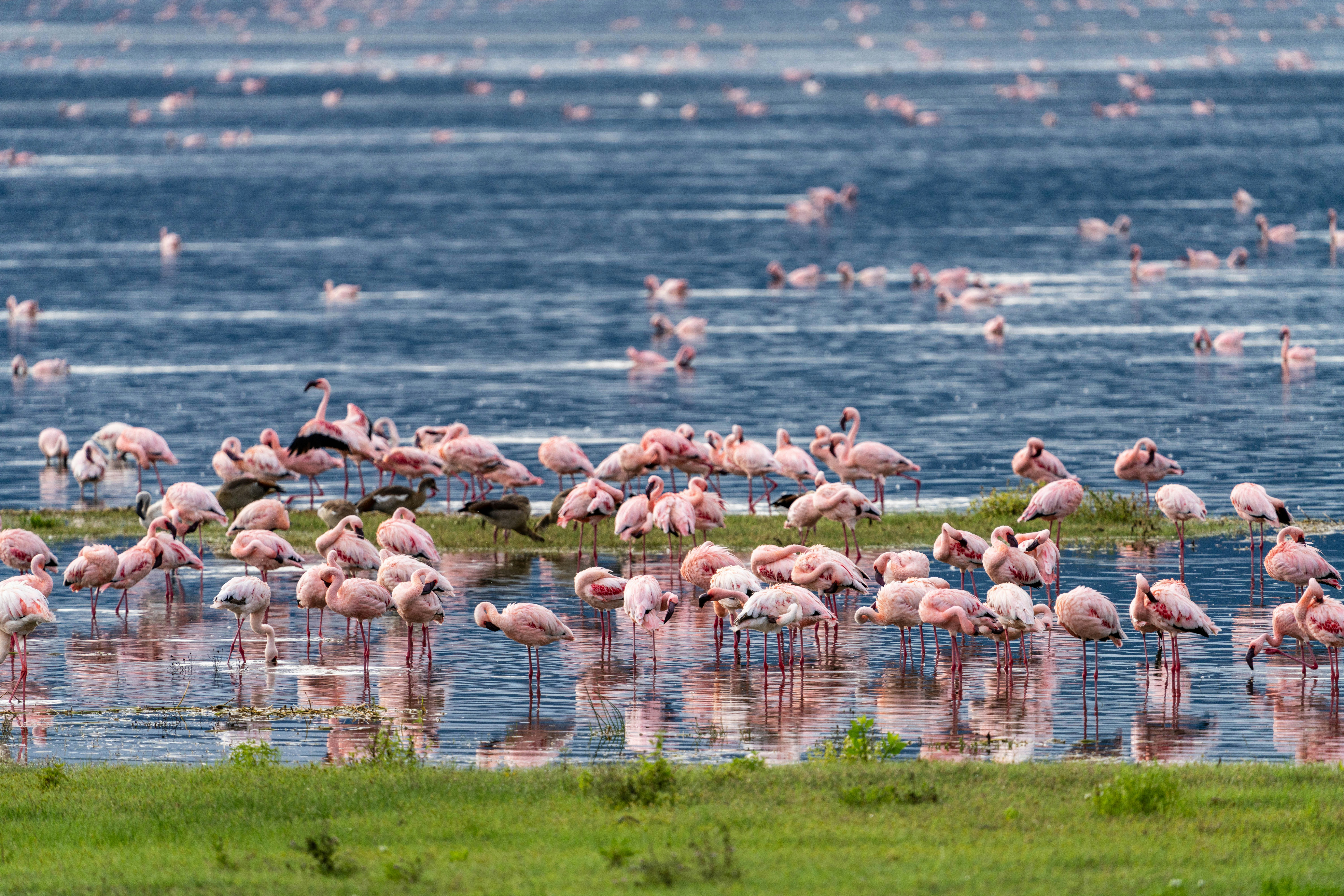6 Days Classic Safari without Serengeti