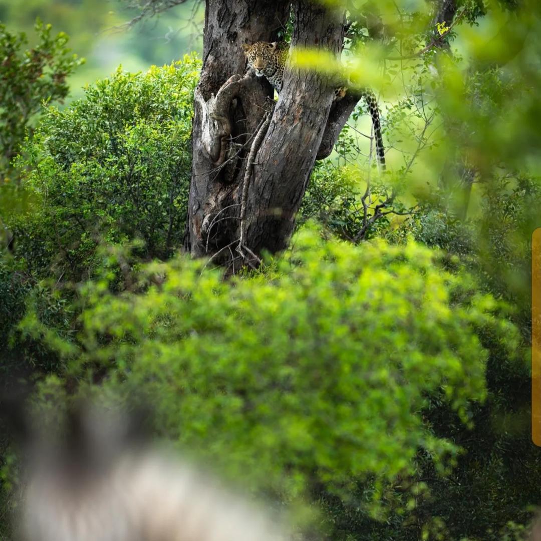 Buffalo emerging from dense cover