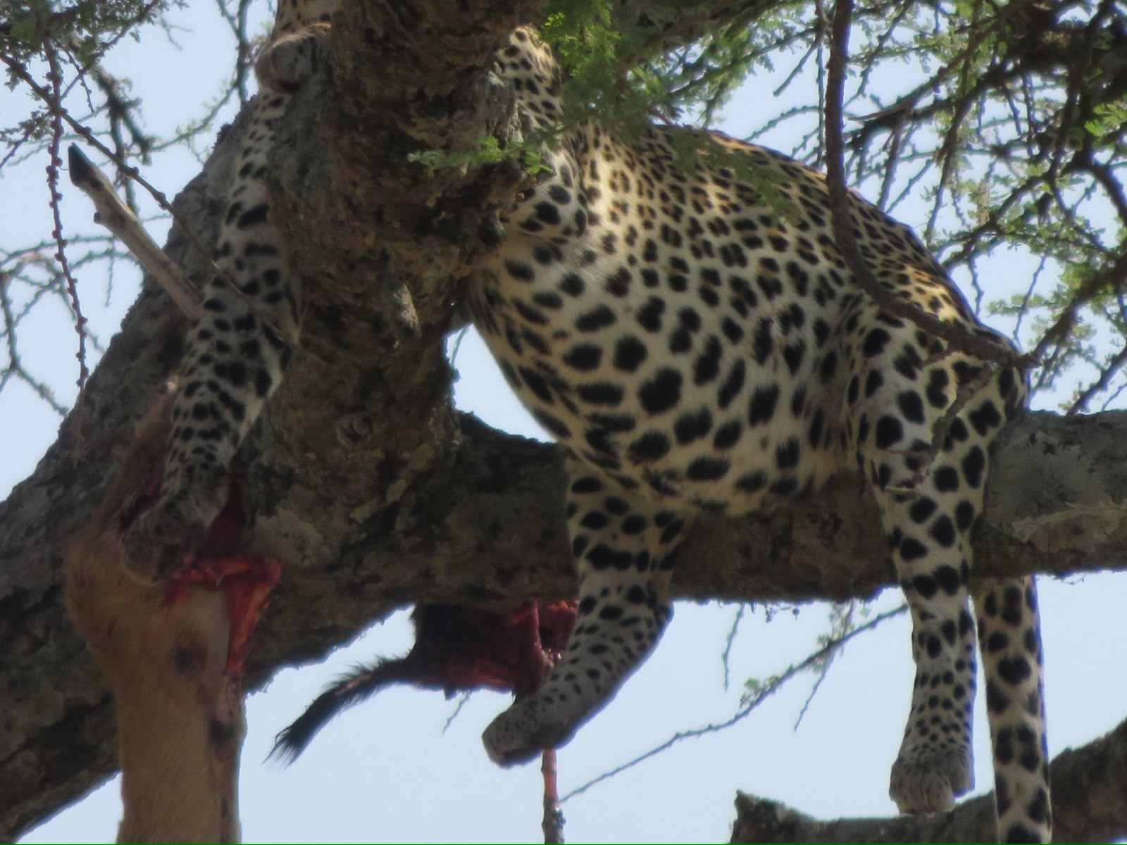 A leopard feeding in the canopy