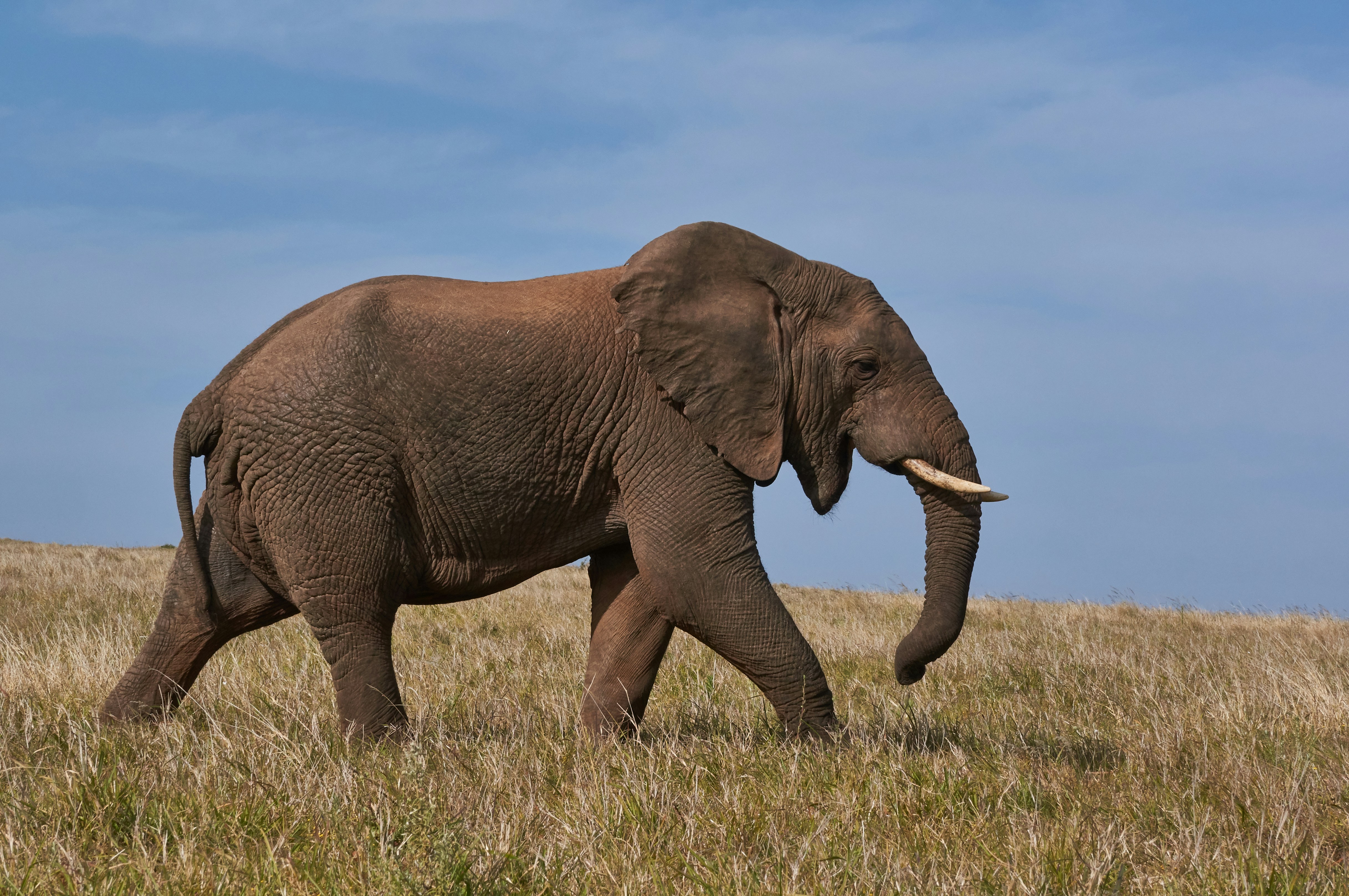 3 Day Safari