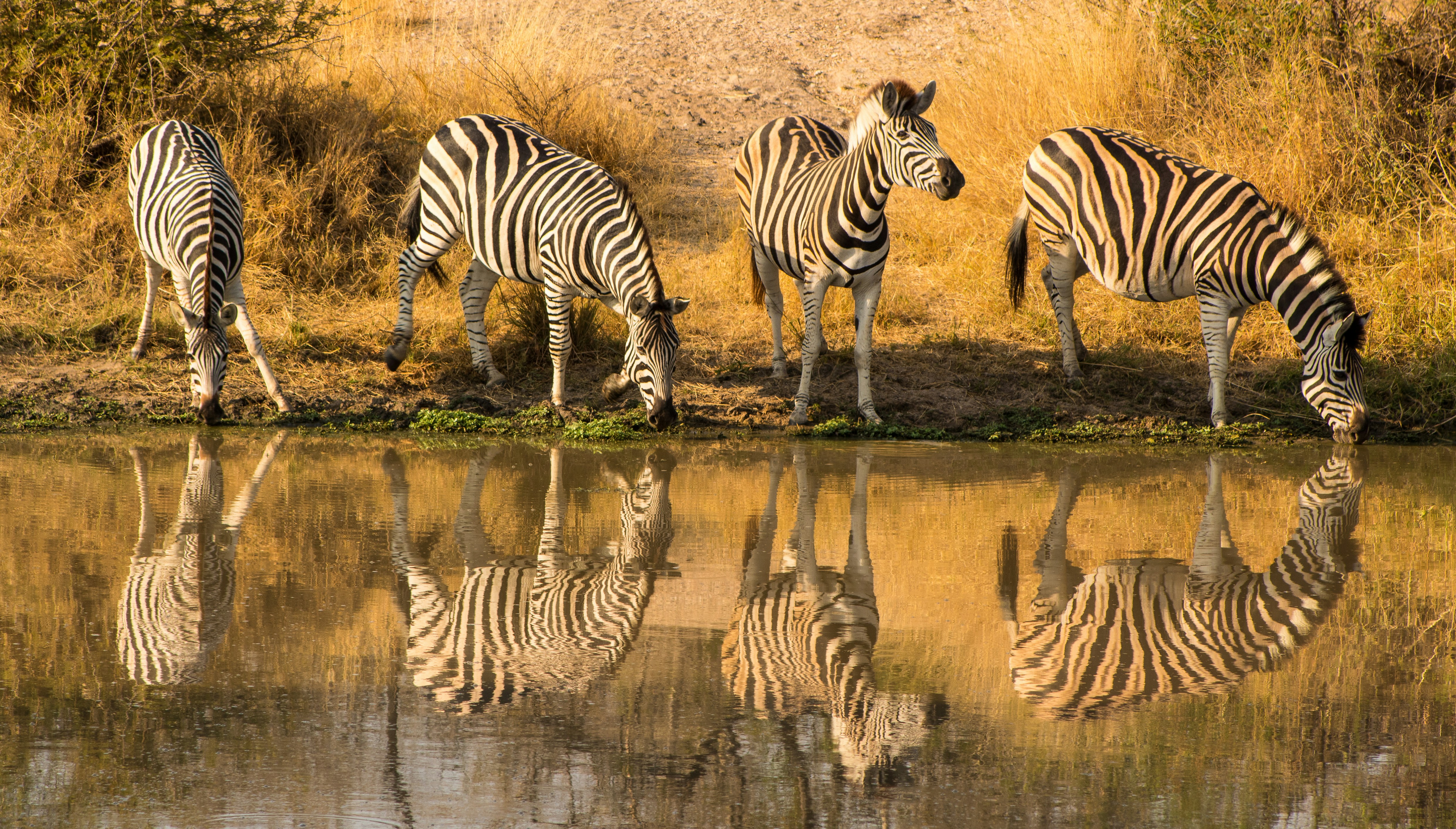 8 Days Classic Safari with Serengeti