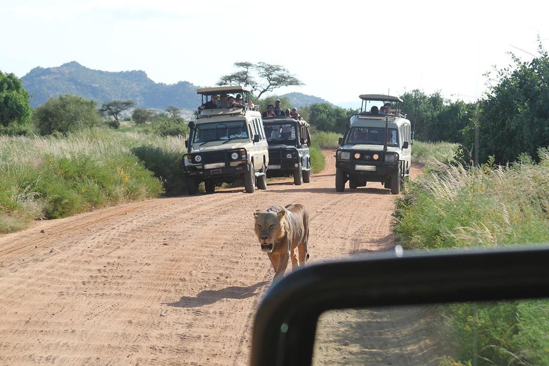 Right of way belongs to the lion