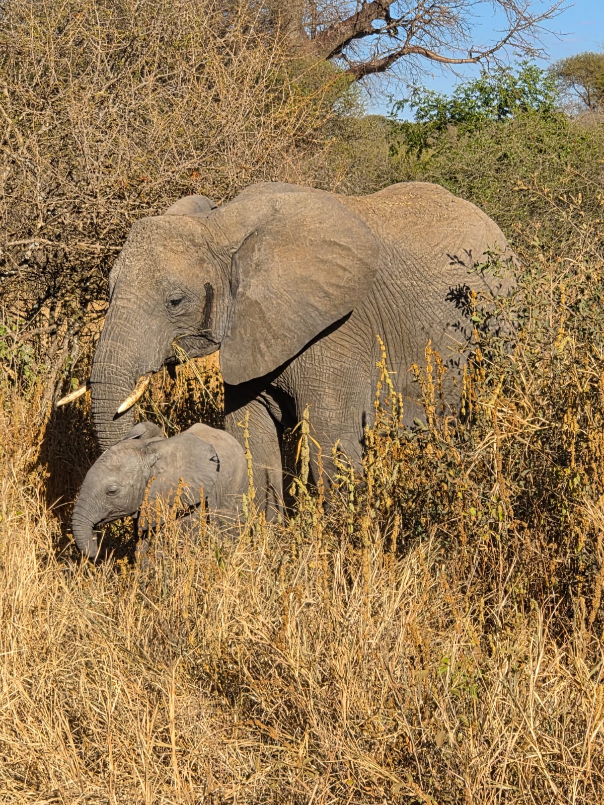 Elephant crossing the dry bush