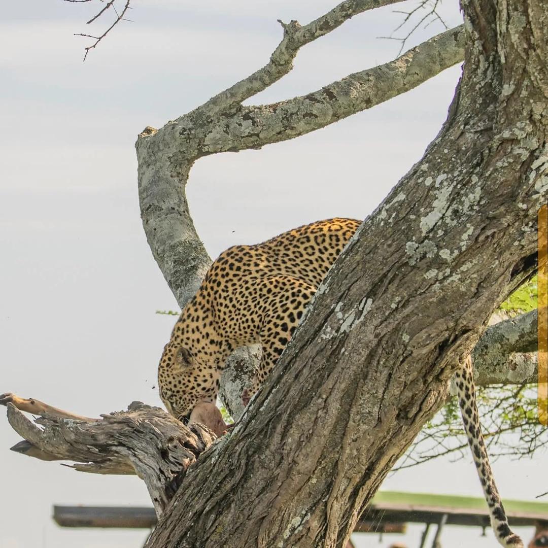 Leopard balanced above the plains