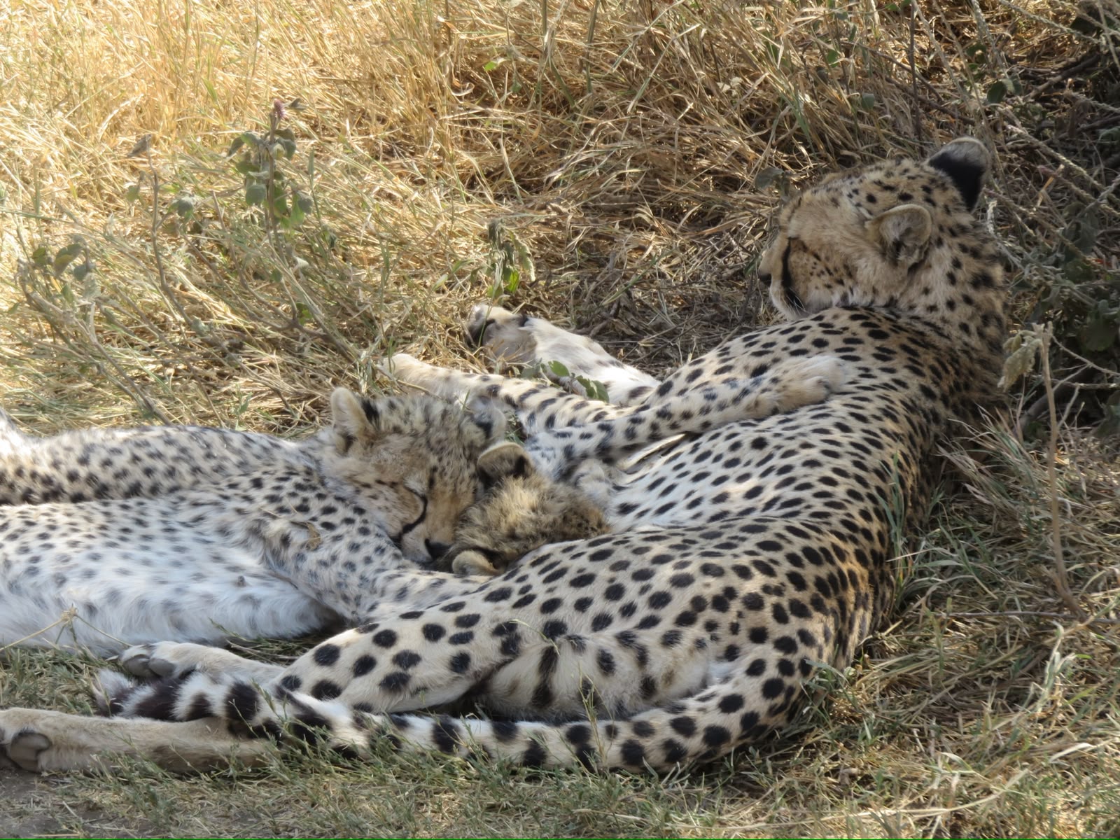 Leopards resting in the shade