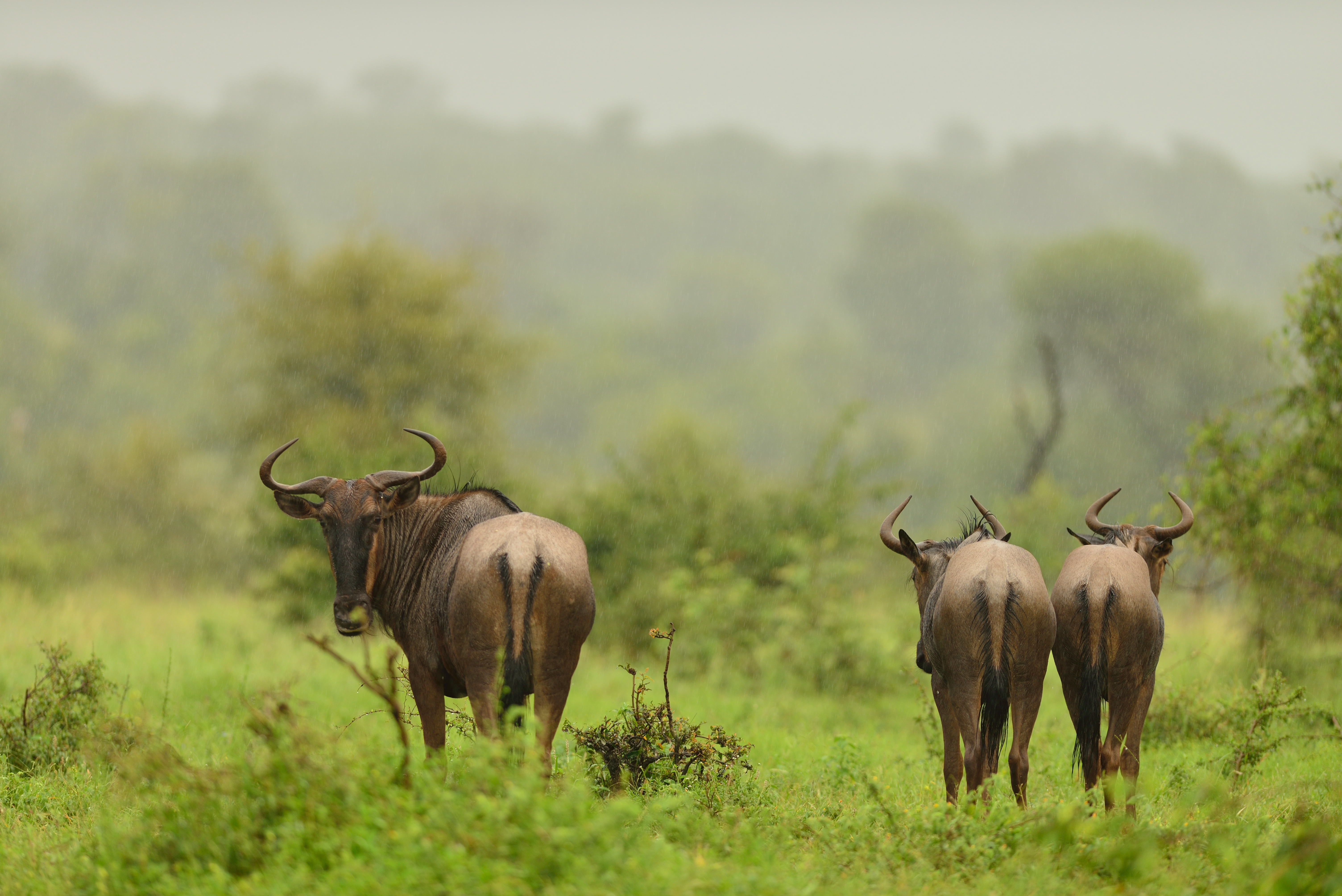 Serengeti, Northern Tanzania