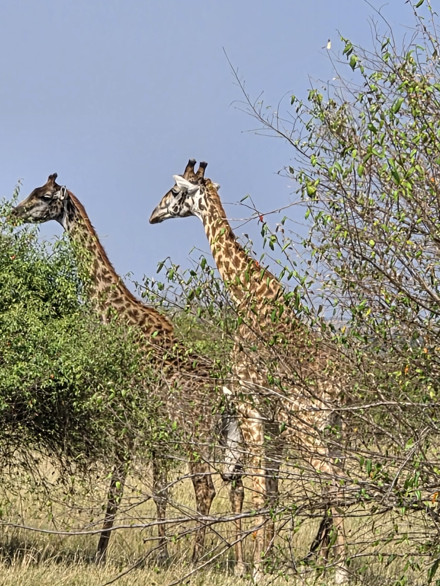 Giraffes moving through the woodland