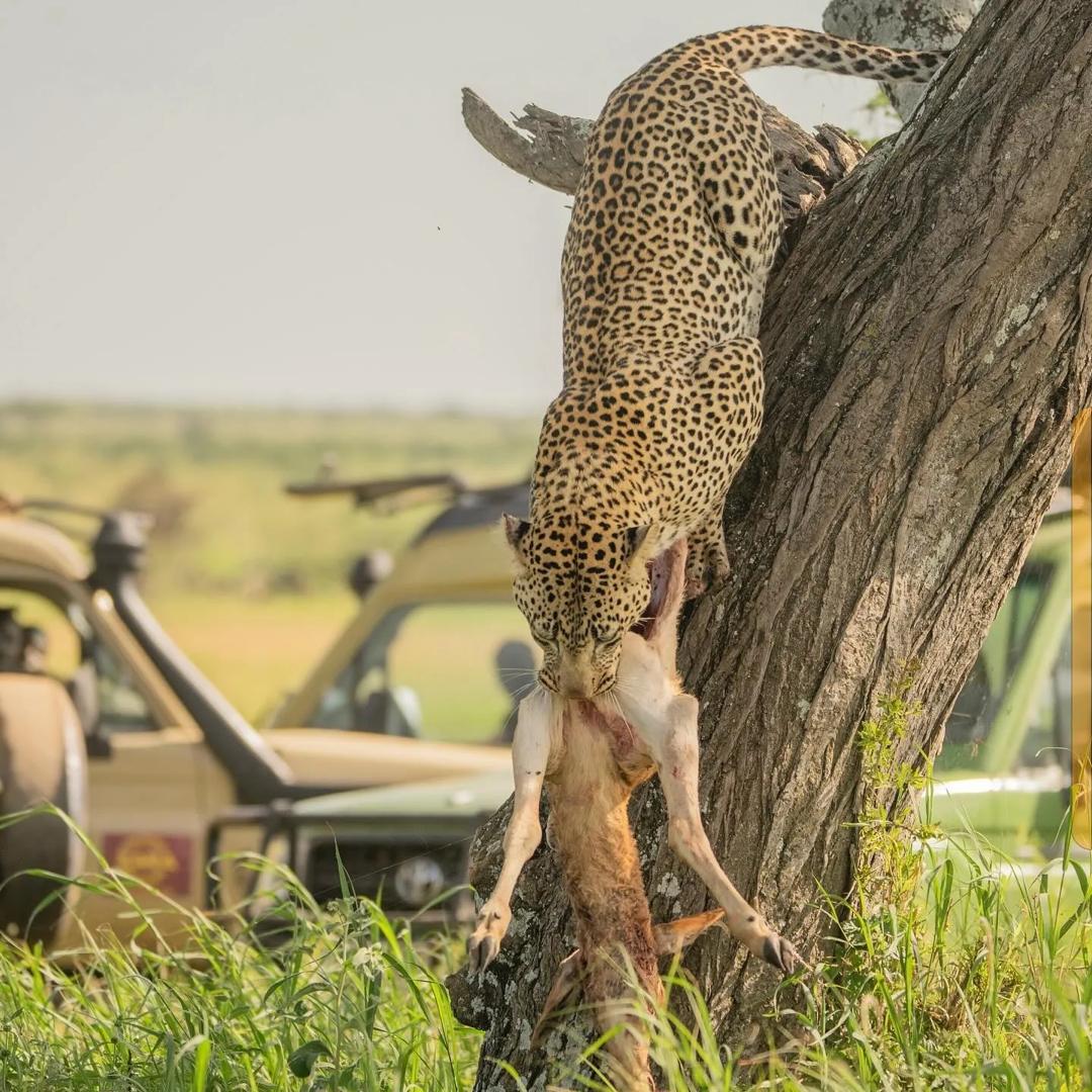 Leopard securing its meal