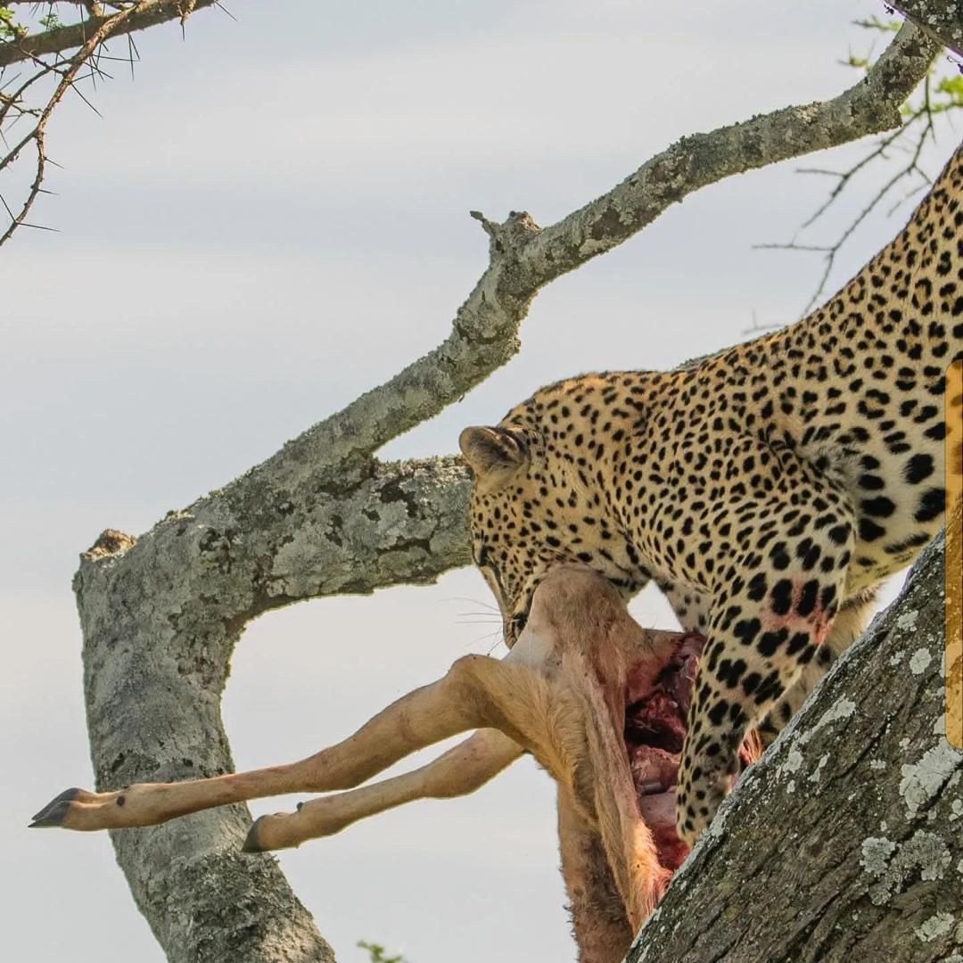 A leopard's meal above the savannah