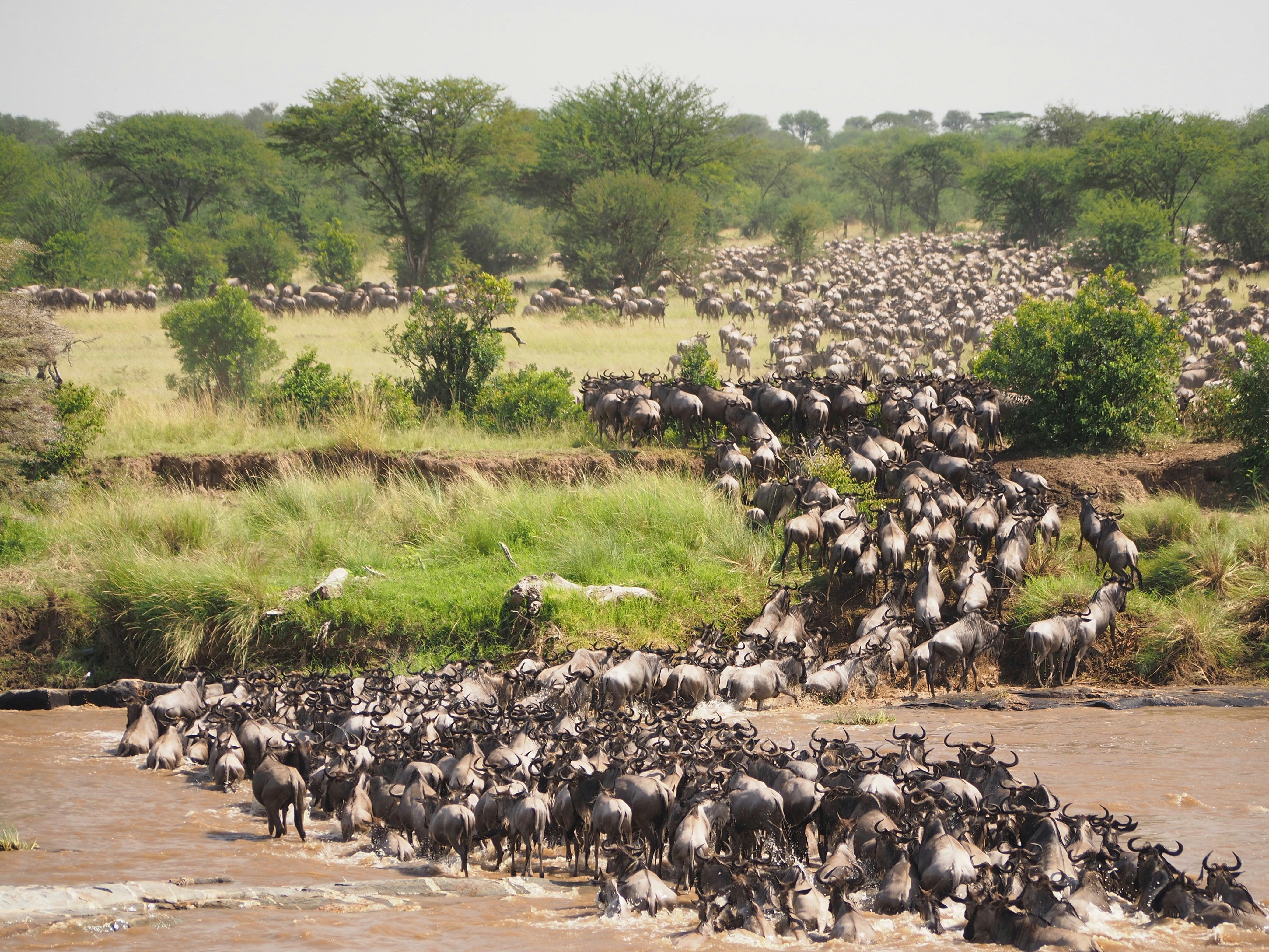5 Days Tour to See the Great Migration Calving