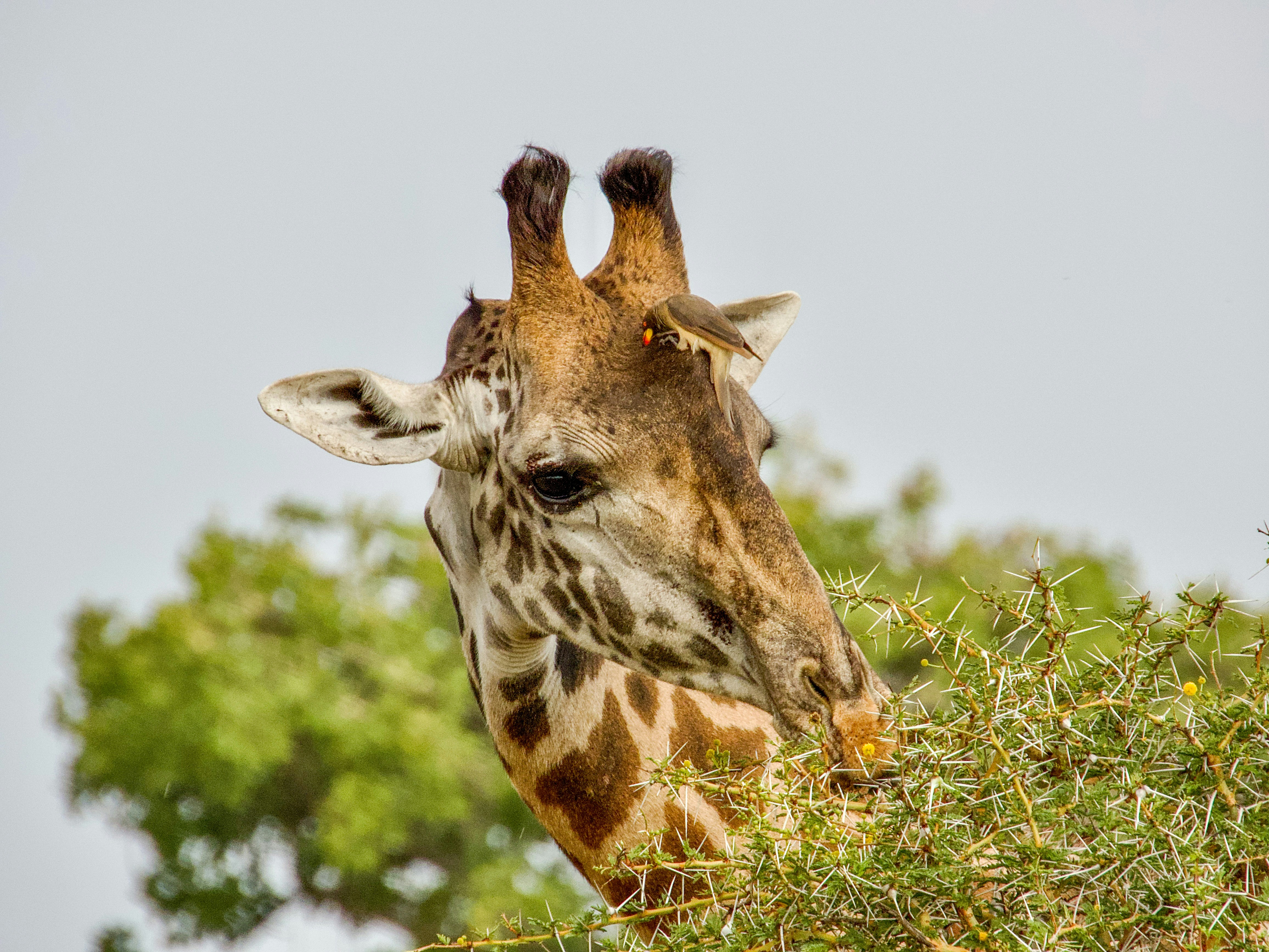 3 Days Classic Safari