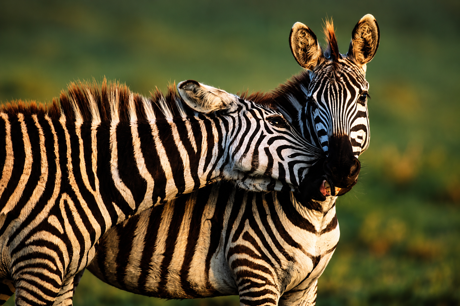 Two zebras nuzzling in golden afternoon light