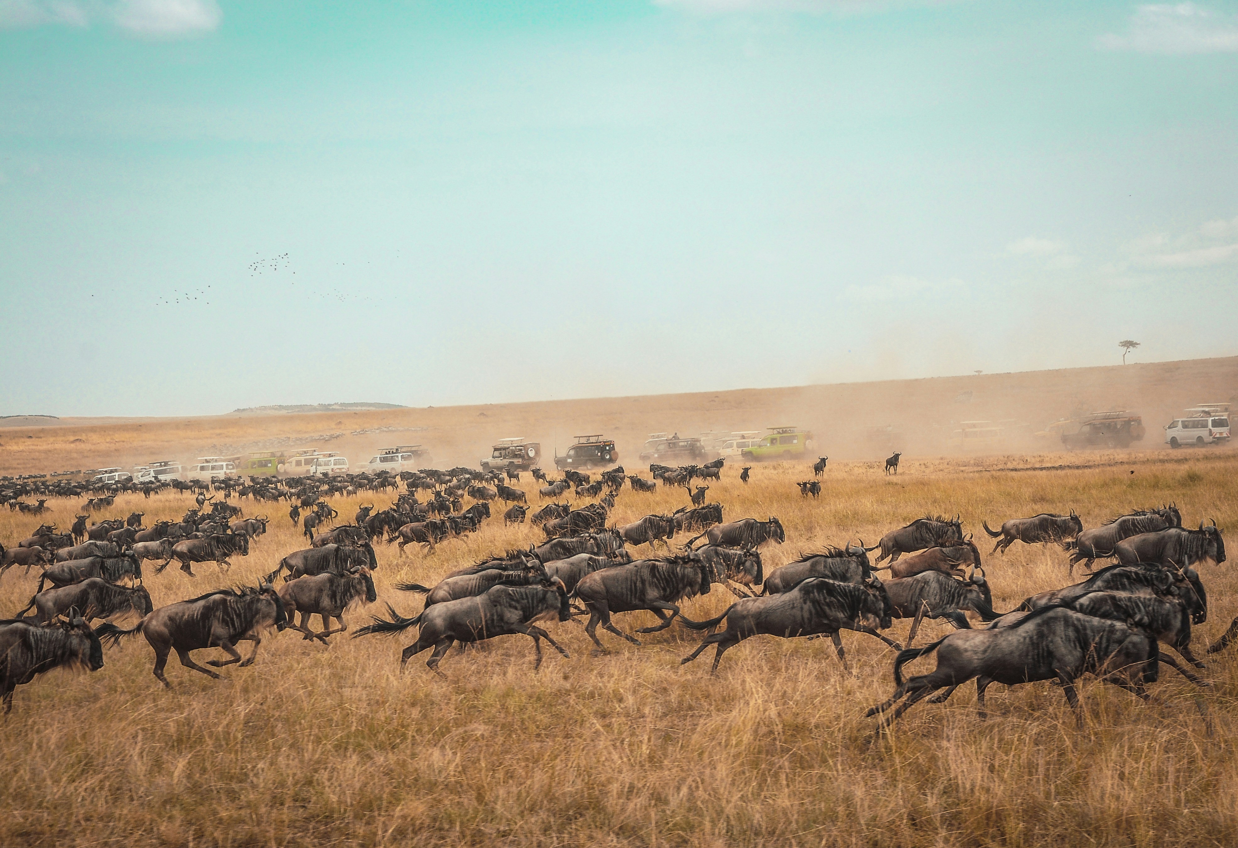 5 Days Tour to See the Mara Crossing