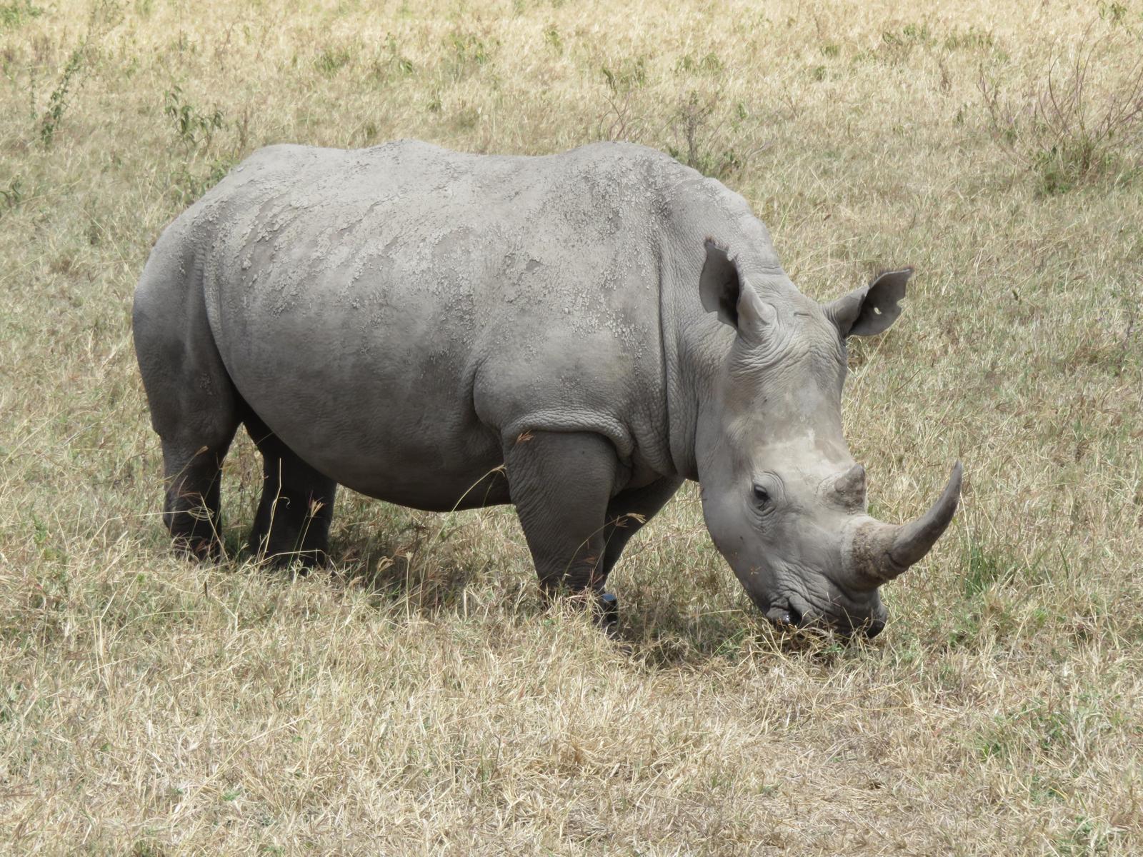 White rhino on the open grassland
