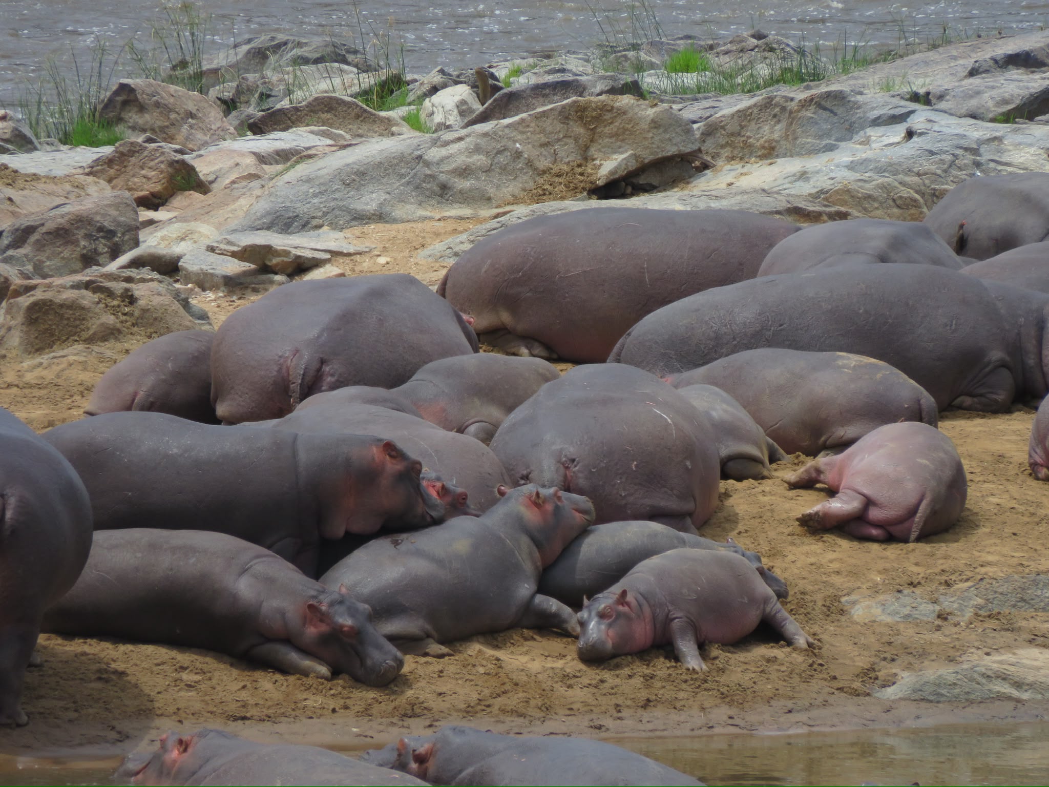 Hippos gathered at the water