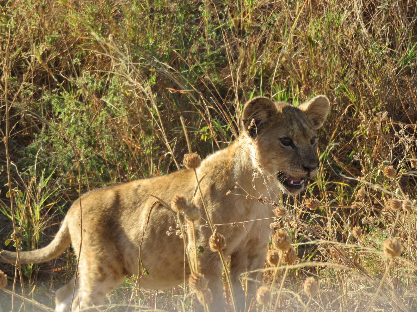 Lioness in the golden grass