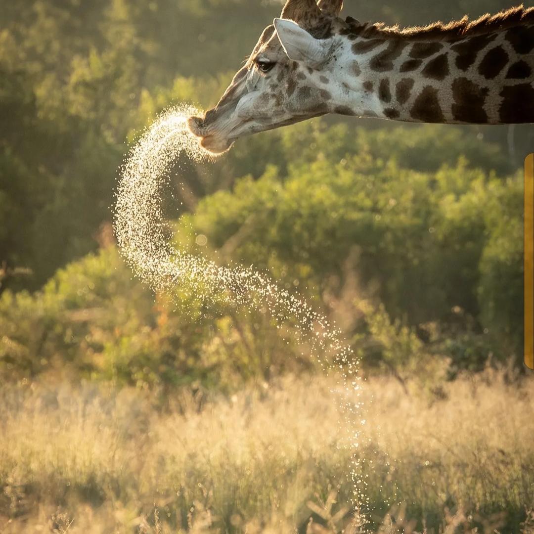 3 DAY SAFARI, Big Chance Adventures Tanzania