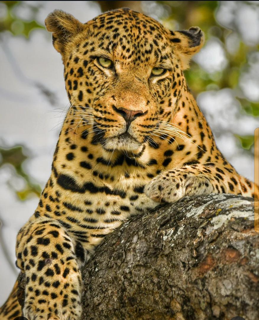 Leopard watching from the rocks