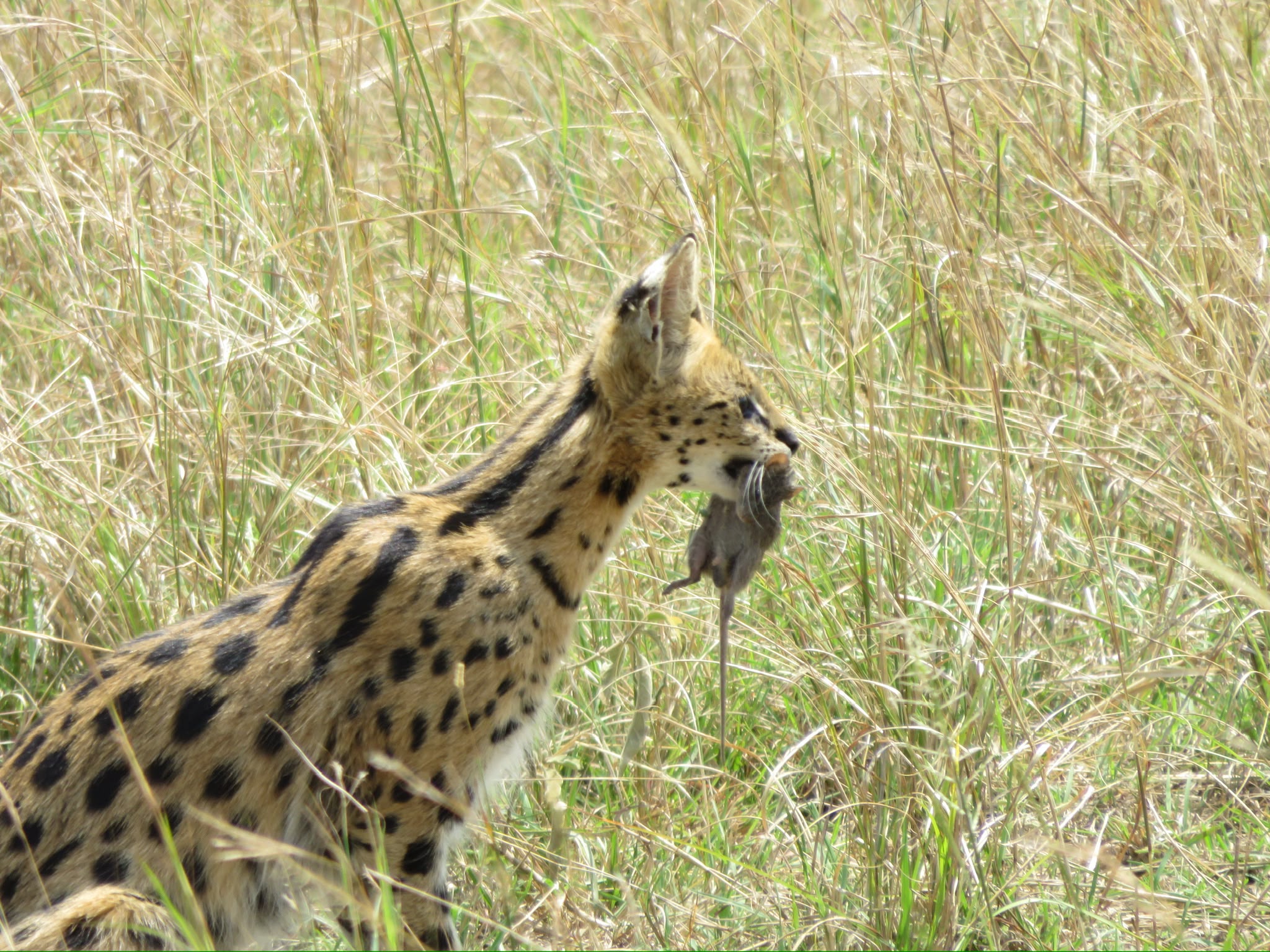 A giraffe among the tall grasses