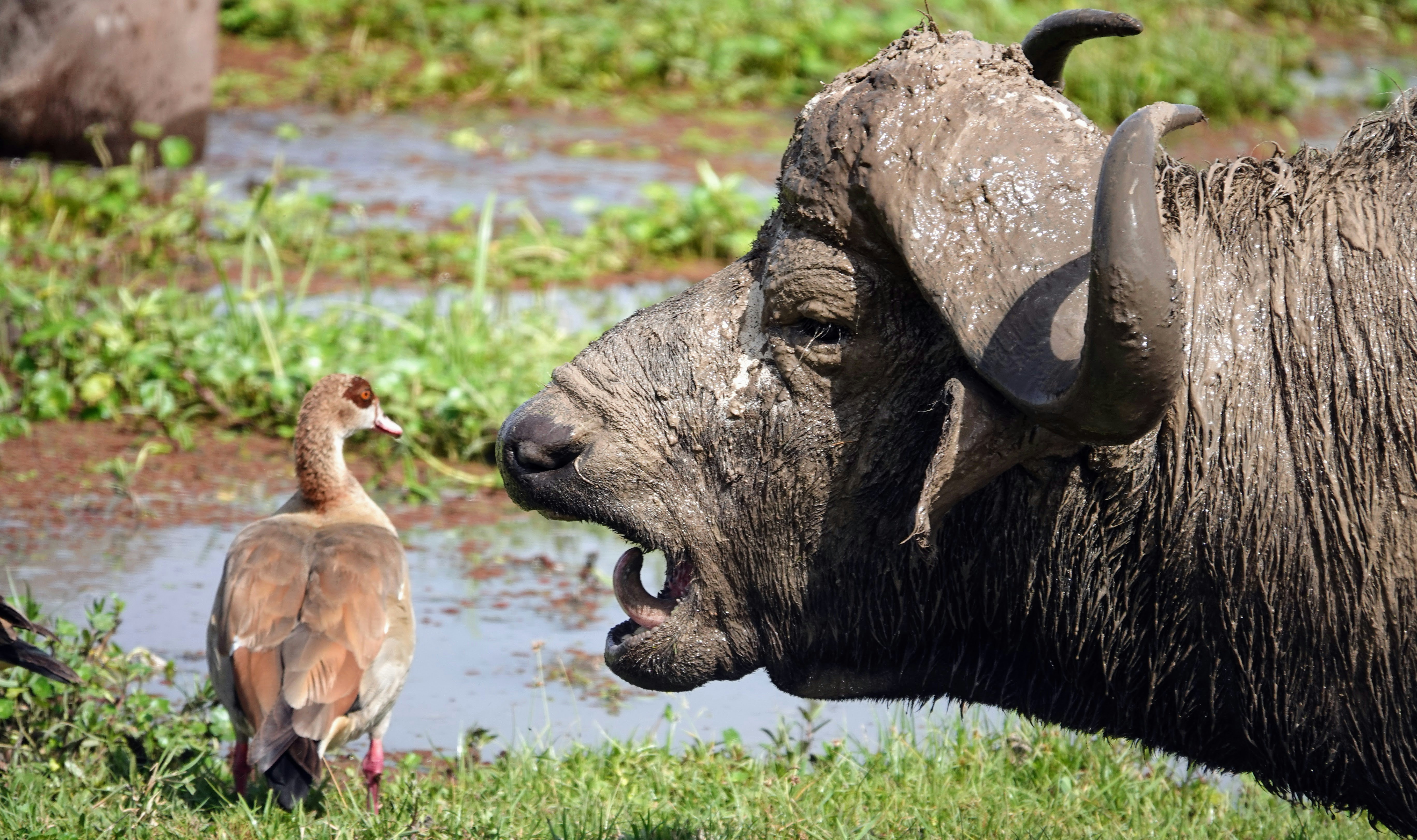 6 Days Classic Safari with Serengeti