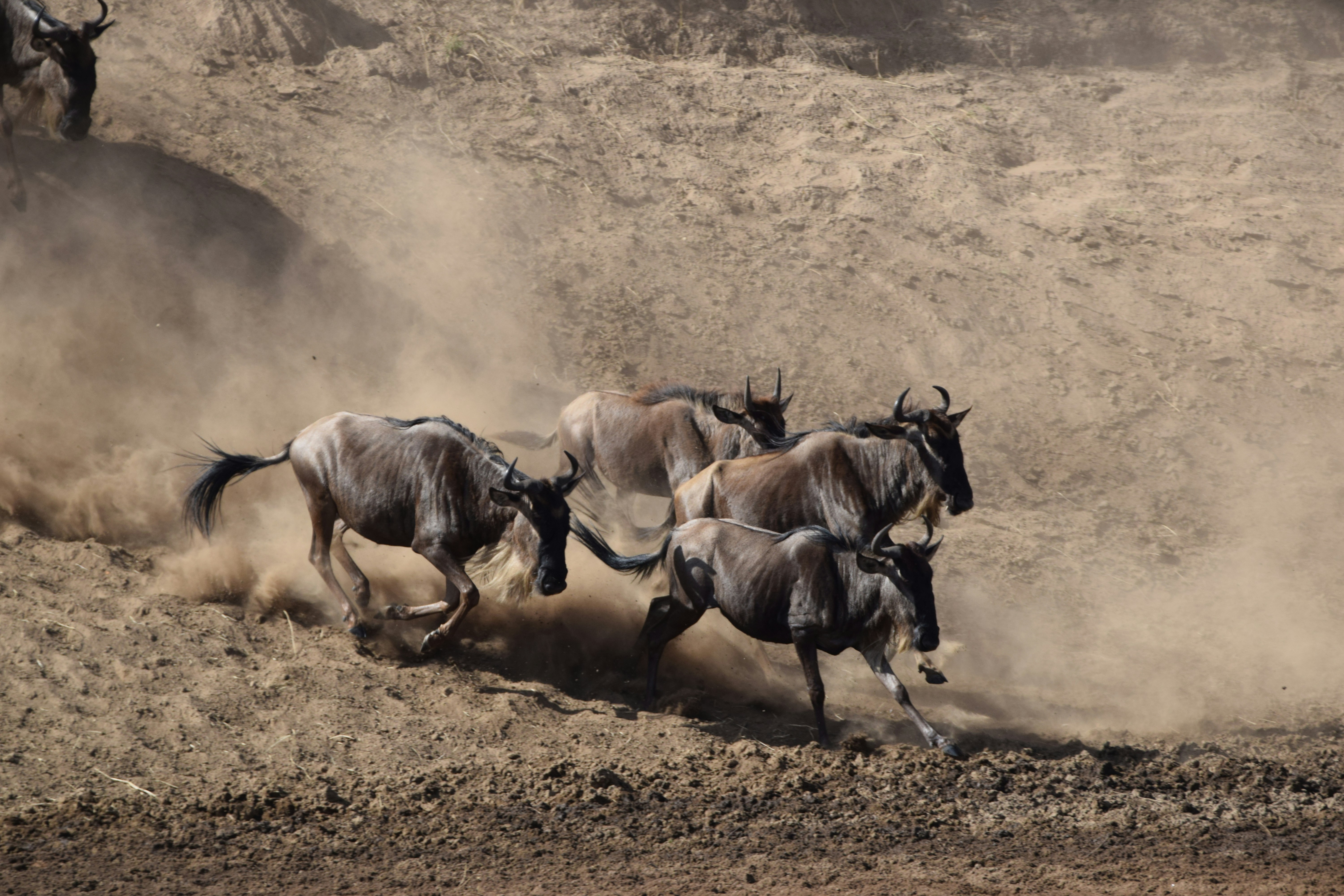 5 Days Tour to See the Mara Crossing