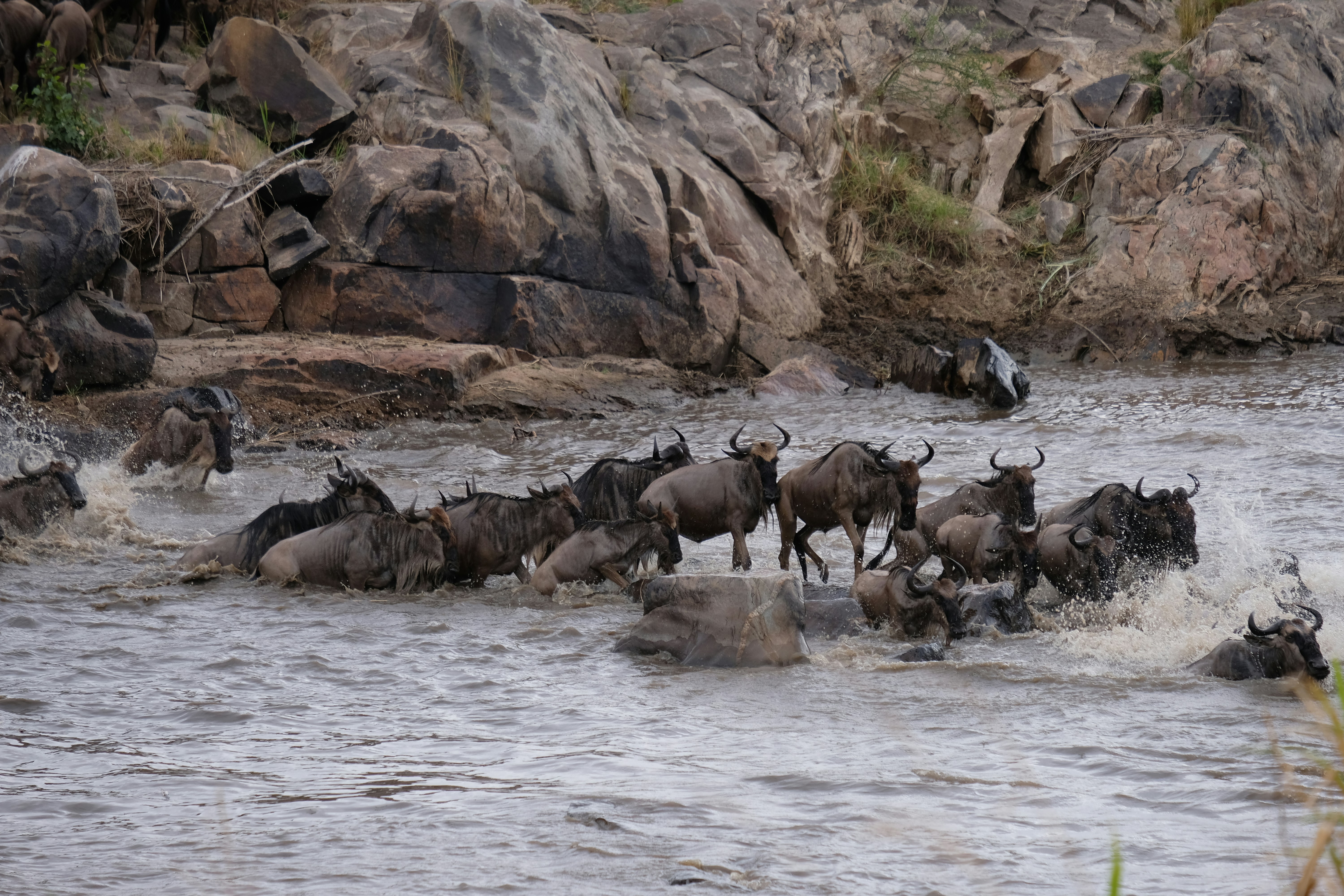 8 Days Migration Tour to Mara River