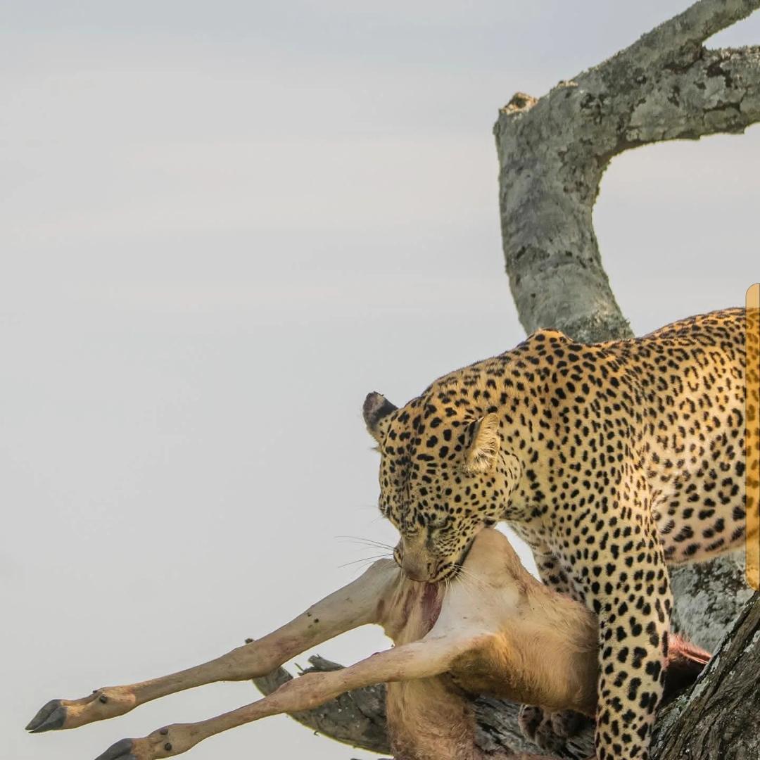 A leopard climbing with its prey