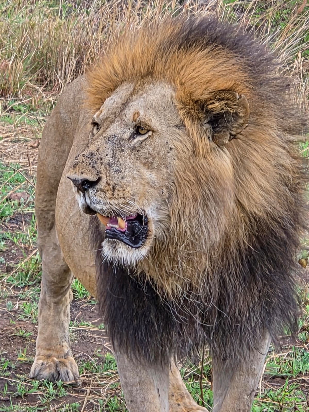 The gaze of a mature lion