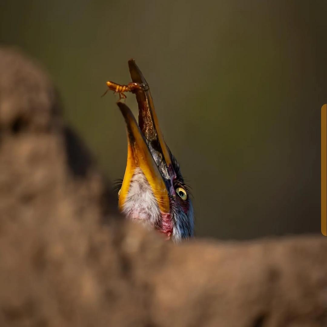 Agama lizard peeking from a kopje