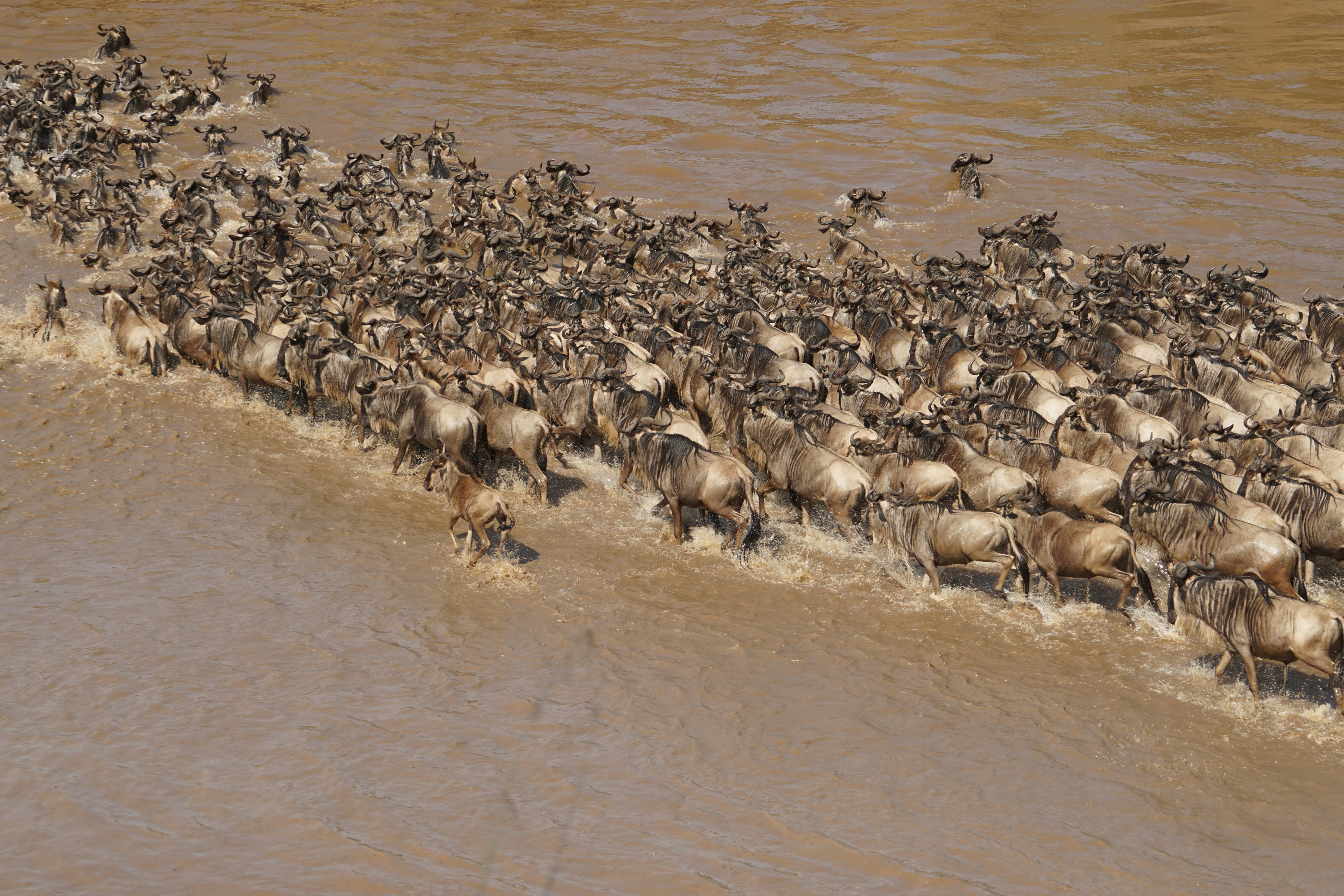 7 Days Tour to See the Great Migration Calving