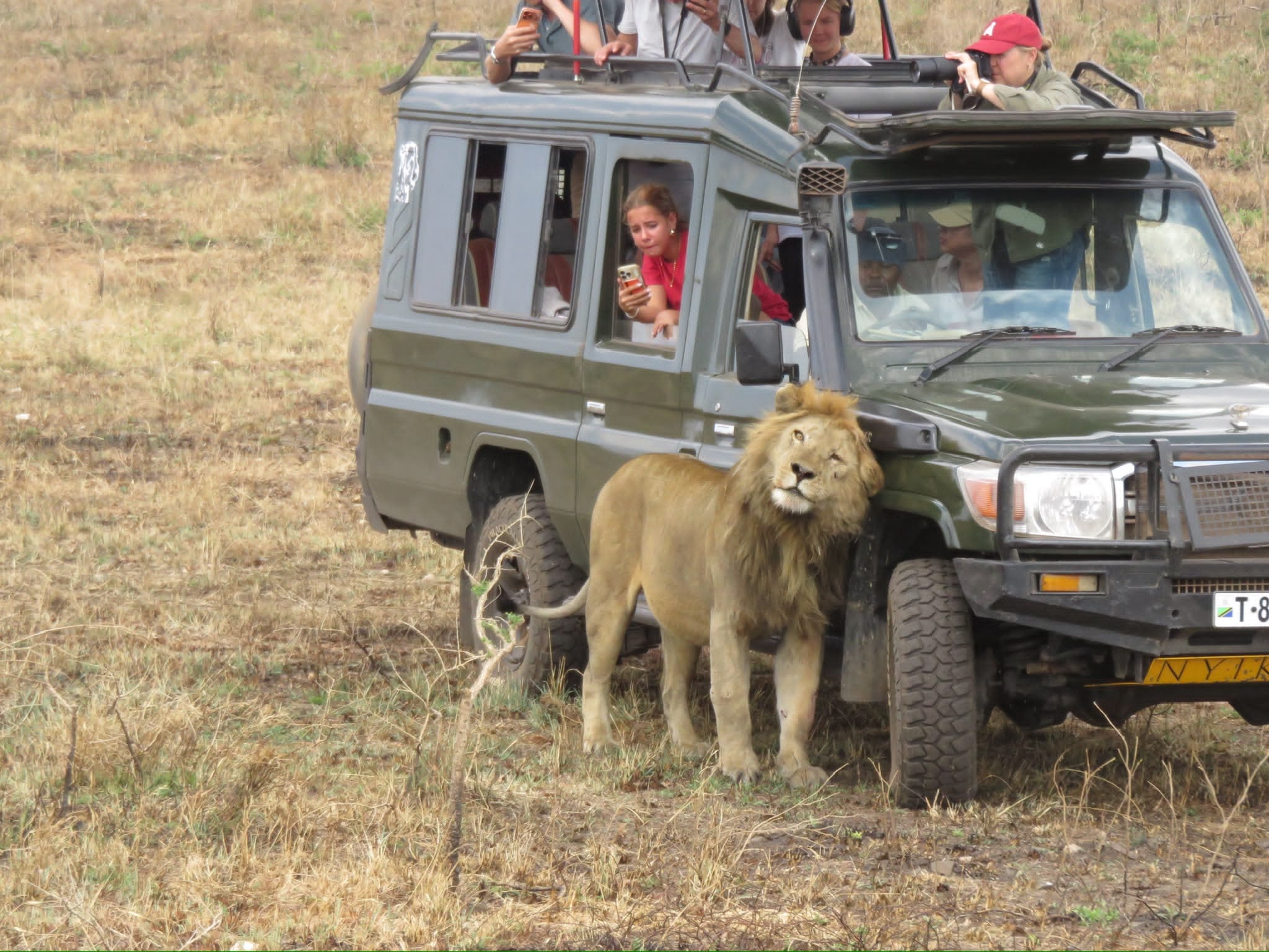 Lions beside the safari vehicle