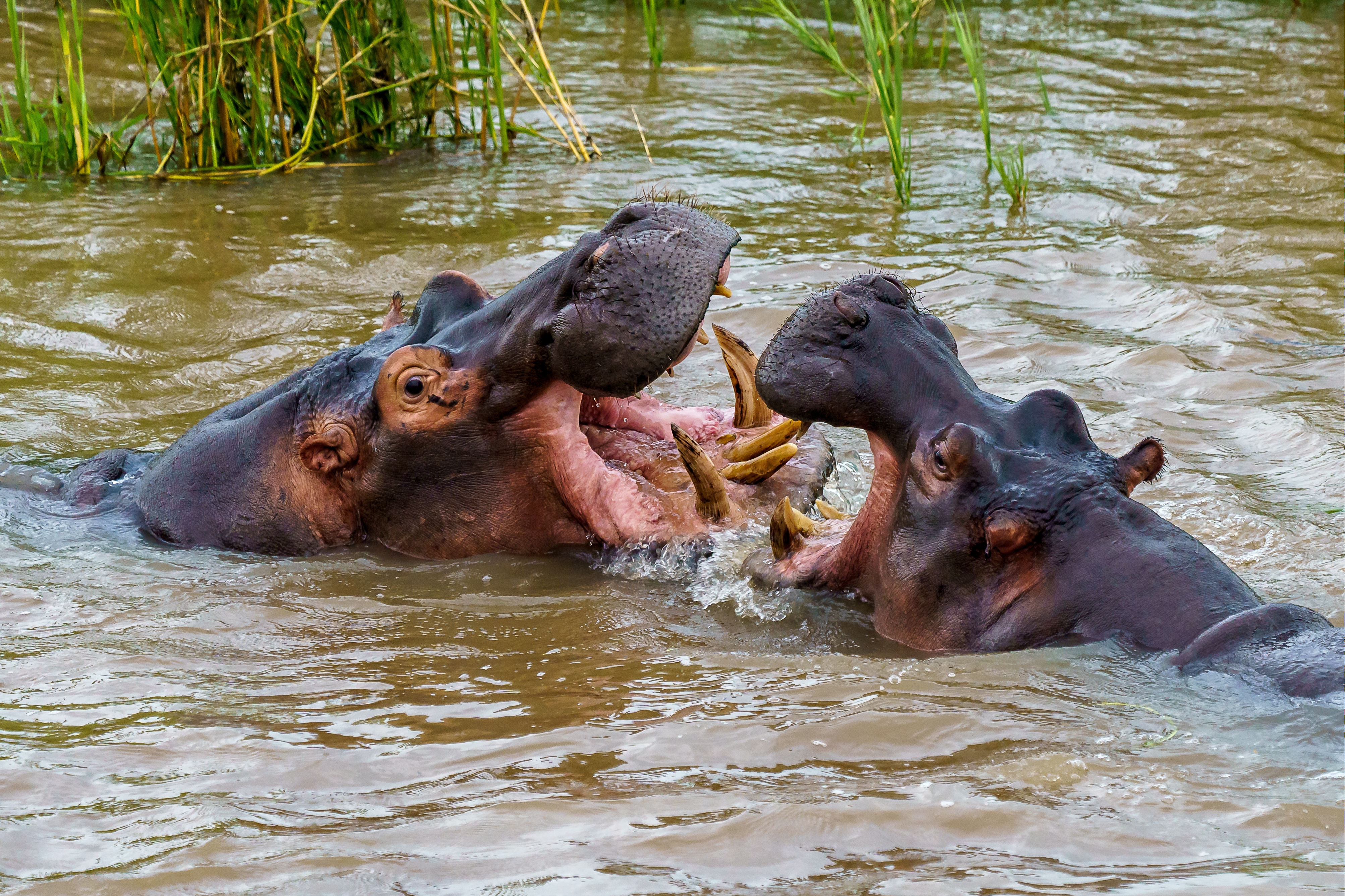 Katavi National Park