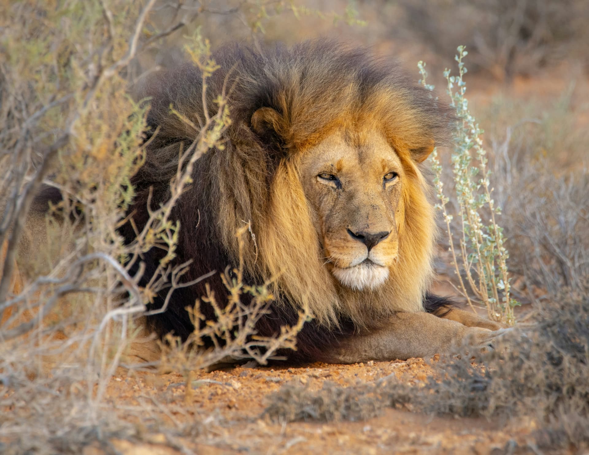 Tanzania Safaris
